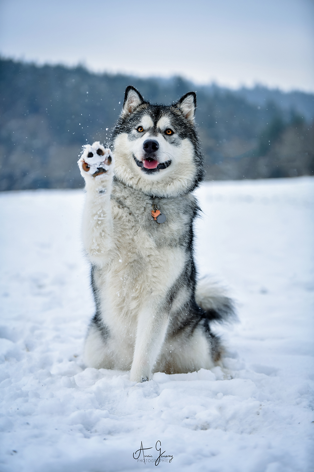 Chienne malamute anais genevay photographies photographe professionnelle auvergne Berger blanc suisse 2