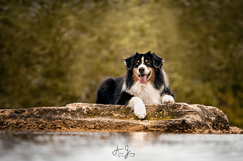 photographe chien berger australien clermont ferrand auvergne