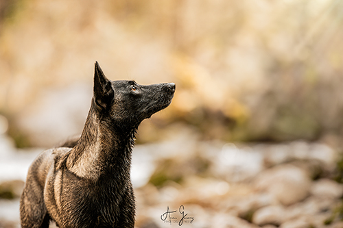 photographe canin auvergne malinois