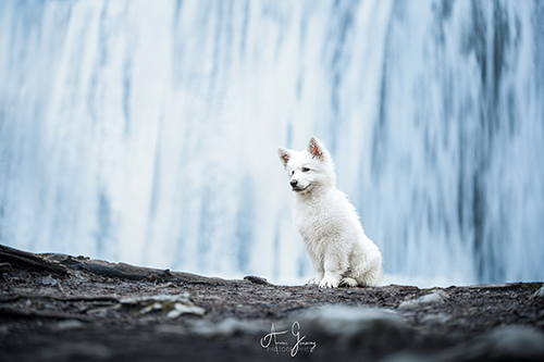 photographe chiot cascade berger blanc suisse Saint Flour