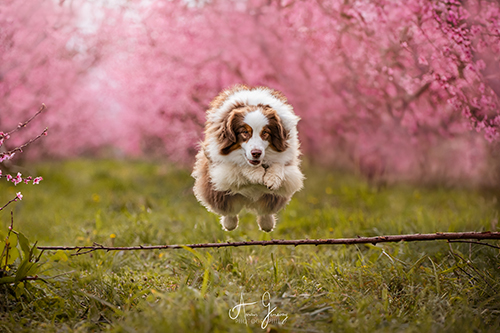 photographe canin sport saut fleurs berger australien Clermont Ferrand