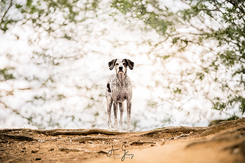 photographe chien le puy en velay