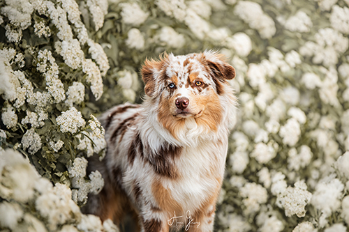photographe canin Auvergne Berger Australien merle fauve fleurs