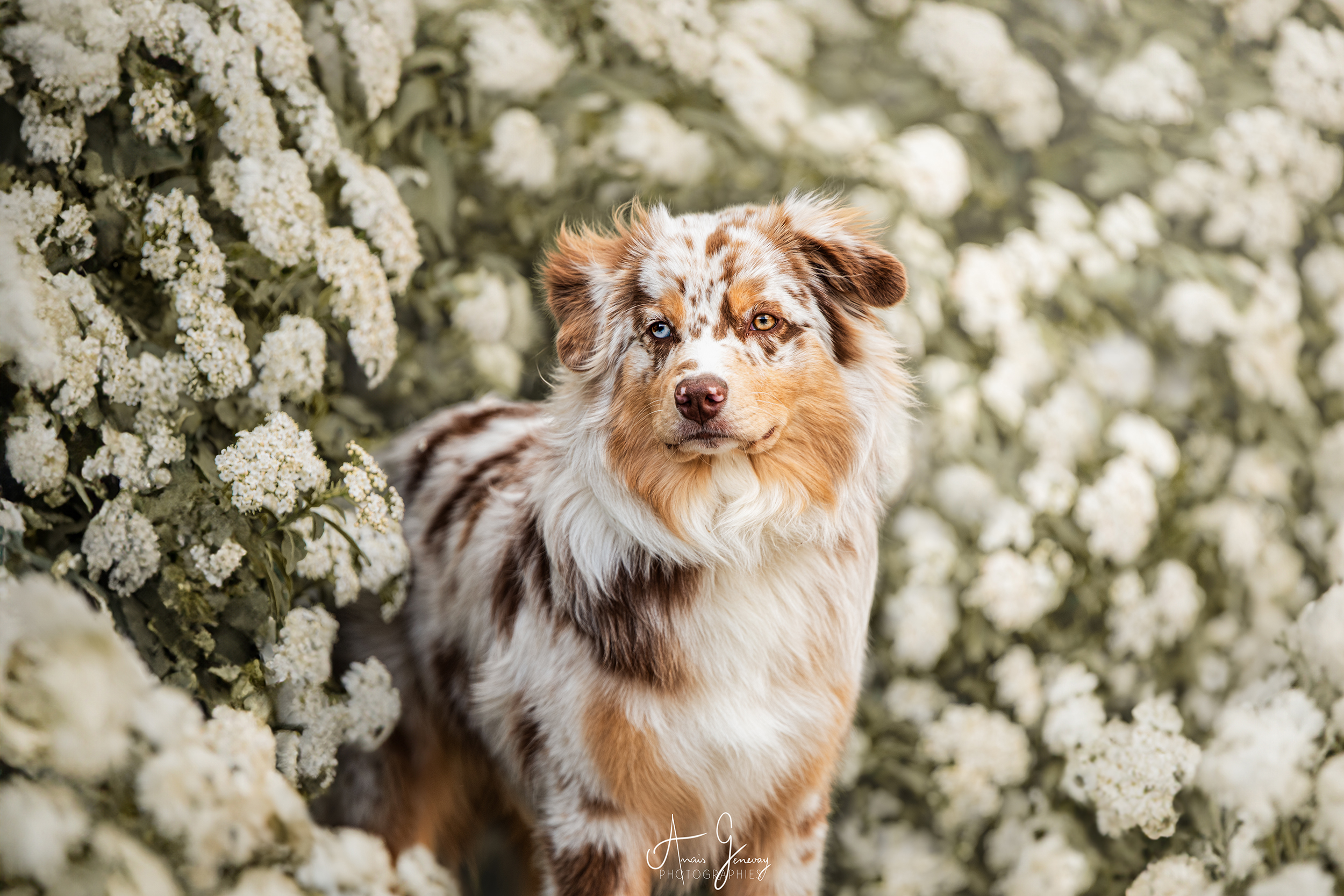 photographe canin Auvergne Berger Australien merle fauve fleurs