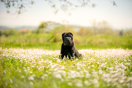 photographe canin haute loire sharpei