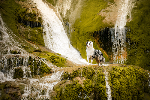 photographe berger australien bleu merle cascade auvergne