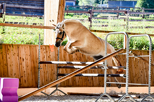 photographe compétition élevage poney fjord auvergne