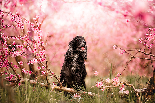 photographe canin chien cocker brioude auvergne
