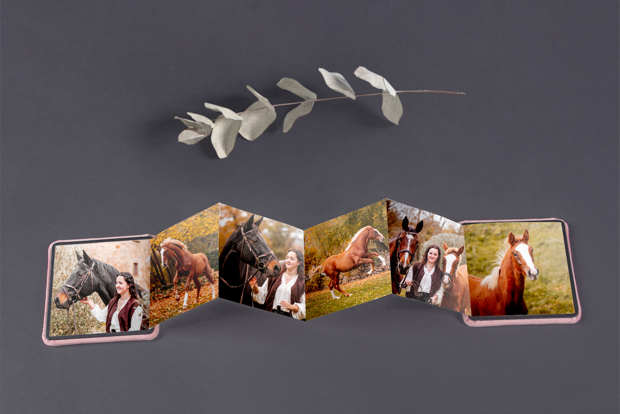 photographe professionnelle animalier auvergne