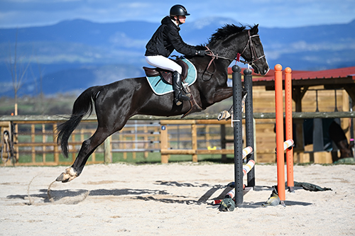 photographe compétition équestre auvergne