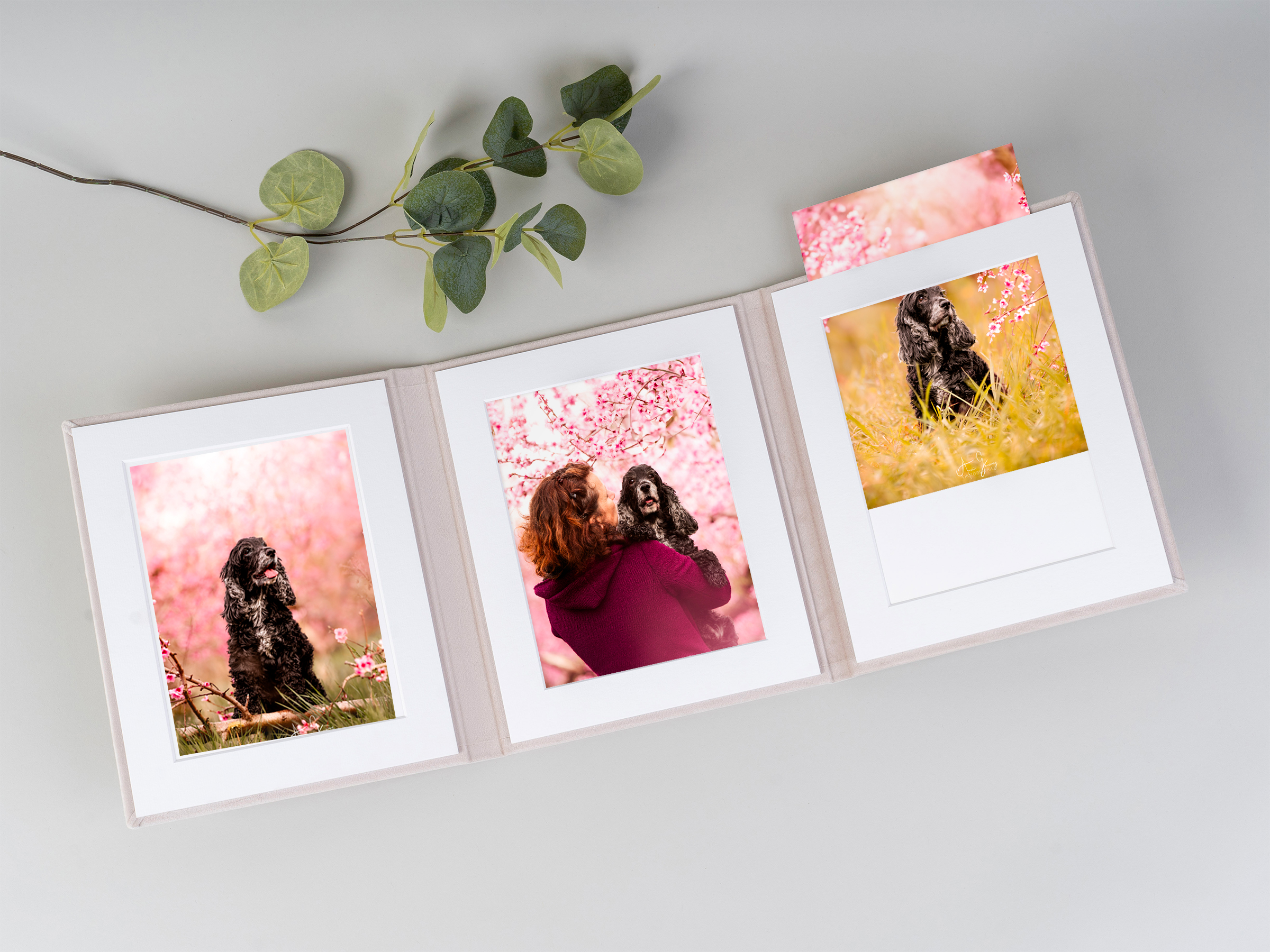 photographe professionnelle animalier auvergne