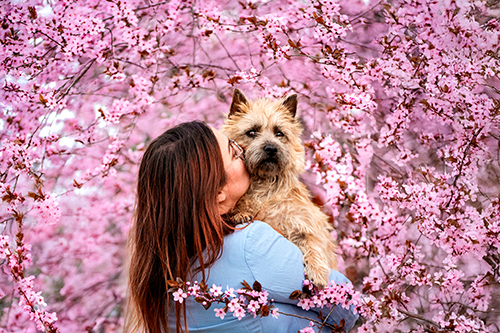 photographe animalier canin fleurs printemps auvergne puy en velay