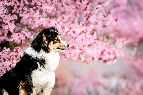 photographe animalier canin fleurs printemps auvergne puy en velay
