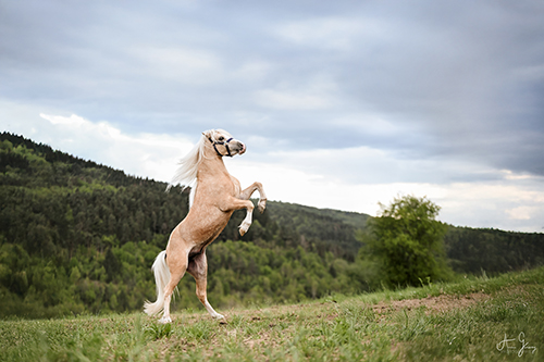 photographe equin cheval auvergne haute loire